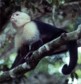 Costa Rica is the perfect place for monkey watching.