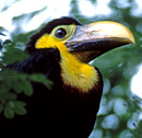 Baby toucan in Costa Rica