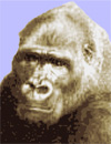 Photo of Bogart Gorilla