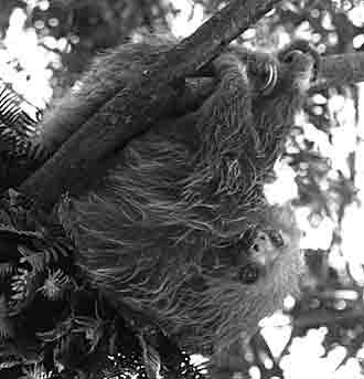 Two-toed sloth